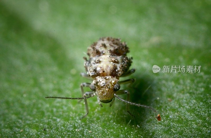 Myopsocid sp.树皮虱若虫;Psocidae;在天竺葵的叶子上